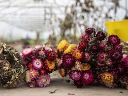 The color scheme can be very diverse. Dried Flowers Where To Buy Best Varieties And Arrangement Tips