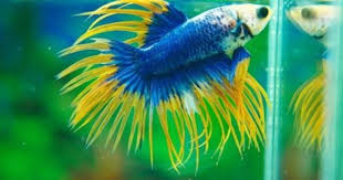 Pin By Marcos Paulo S Sousa On Poisson Et Amphibie Betta Betta Fish Betta Fish Tank