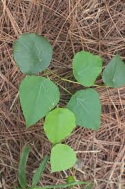 Image result for Stephania cyanantha