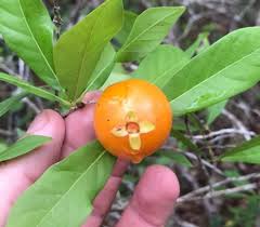 Image result for Eugenia capensis