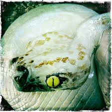 How big is a painting of a corn snake? Rex S Python Cake How To Snake Cake By Katrina