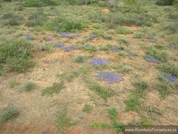 Image result for Aptosimum marlothii