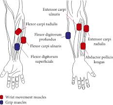 O'leary, pt, phd,b and deborah l. Muscle Synergy And Musculoskeletal Model Based Continuous Multi Dimensional Estimation Of Wrist And Hand Motions