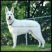 Wood county perrysburg, oh 43551 map it. White German Shepherd Puppies Michigan Bmo Show