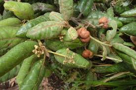 Image result for Afrocarpus usambarensis