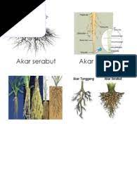 These are the parts of plant, where food is made by photosynthesis. Akar Serabut Akar Tunjang