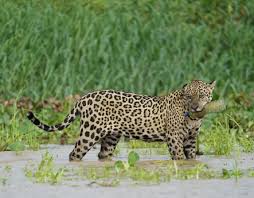 On&ccedil;a-pintada &eacute; flagrada com garrafa pet na boca no Pantanal mato-grossense | Rdnews - Principais not&iacute;cias de Cuiab&aacute;, V&aacute;rzea Grande e Mato grosso