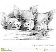 Cute Piglet Pig Pencil Sketch Illustration Stock Illustration Illustration Of Head Do Pencil Drawings Of Animals Pencil Sketches Of Animals Animal Drawings