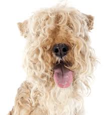 Join millions of people using oodle to find puppies for adoption, dog and puppy listings, and other pets adoption. Lakeland Terrier Puppies For Sale Adoptapet Com