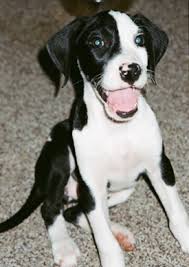 Favorite this post jul 24 looking for maltese or. 15 Super Spotty Dalmatian Cross Breeds