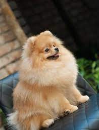 The color of the indicator light changes accordingly to the remaining battery capacity as. Ragam Anjing Pomerian Dan Beberapa Perbedaannya Perawatan Anjing Dan Kucing Very Cute Dogs Pomeranian Dog Pomeranian Puppy