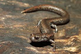 Image result for Samanea leptophylla