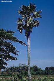 Image result for Borassus