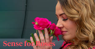 How to Become the Perfect Patio and Garden Rose?