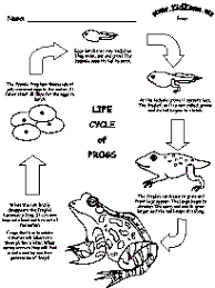 Frog Activities Frog Activities Frog Life Life Cycles