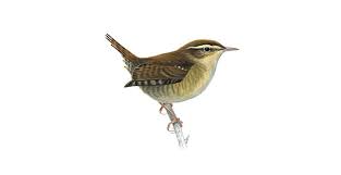 Maybe you would like to learn more about one of these? Wren Bird Facts Troglodytes Troglodytes The Rspb