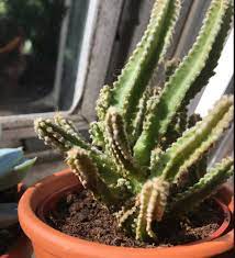 The best questions are directly relevant to cactus communications. What S Wrong With My Fairy Castle Cactus Gardening Landscaping Stack Exchange