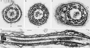 Eukaryotic animal cell electron micrograph. Electron Micrographs Of Flagella From Wild Type Cells A And Mutant Download Scientific Diagram