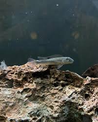 Image result for Heteromorpha sp. agg.