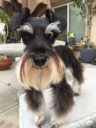 Black And Silver Mini Schnauzer Black And Silver Mini Schnauzer Kirbyso Cute Schnauzer Mini Schnauzer Poodle Puppy