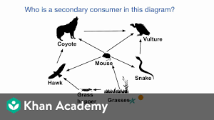 When all the food chains in an ecosystem are joined up together, they form a food web. Example Identifying Roles In A Food Web Video Khan Academy