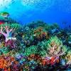 Kali ini kami telah menyiapkan gambar mewarnai pemandangan bawah laut anak tk paud sd terbaru untuk anda nikmati dan bisa anda pilih. 1