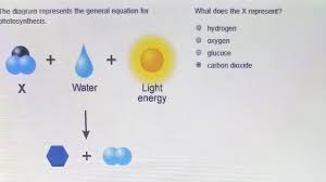 Activated helper t cells differentiate into t h 1, t h 2, t h 17, or memory t cell subtypes. The Diagram Represents The General Equation For Photosynthesis What Does The X Represent Brainly Com