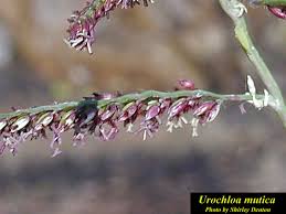 Image result for Urochloa rugulosa