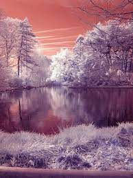 Japanese Hill And Pond Garden At The Brooklyn Botanic Garden Infrared Version Iii Brooklyn Botanical Garden Botanical Gardens Ny Botanical Garden