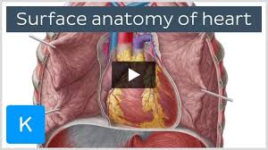 Image result for Point of Maximum Impulse