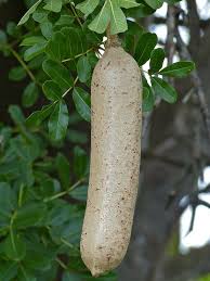 Sausage tree found its use even in music. Sausage Tree Kigelia Africana Fruit Unique Fruit Unique Vegetables Beautiful Fruits