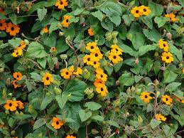 Image result for Thunbergia pynaertii