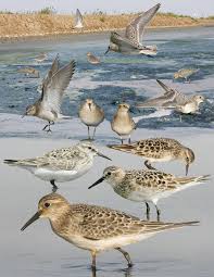 File Bairds Sandpiper From The Crossley Id Guide Eastern