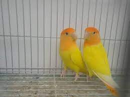 Roseicollis Opalino Cara Naranja Lutino Parrot Love Birds Birds