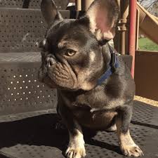 Tan points are markings that usually appear in a shape of eyebrows, patches chocolate & tan french bulldogs are still pretty rare, even though the color has been around for quite a while. The Chocolate French Bulldog French Bulldog Texas