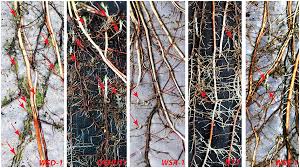 Image result for Striga junodii