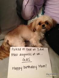 Birthday Surprise Kinje Havanese Yorkie Woke Me Up At 3am On My Birthday By Puking On The Bed It Was He Funny Dog Signs Happy Birthday Dog Cute Funny Dogs