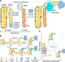 What sets off carbon monoxide detectors, and is it always co? De Novo Design Of Modular And Tunable Protein Biosensors Nature