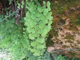 Image result for Adiantum