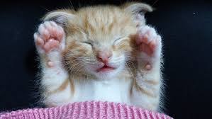 John james audubon, better known for his placid bird paintings. Royalty Free Photo Long Fur Orange And White Kitten Pickpik
