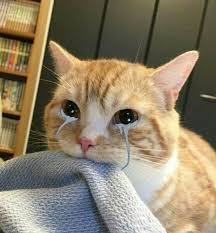 PÉªityeyayest ÊiÉ´ÉÉyaÉÉÊÊa Kedi Esprileri Komik Kedi Resimleri Kediler Ve Yavrulari