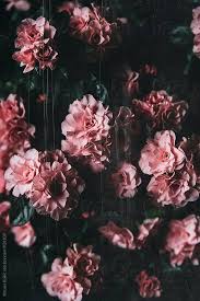 Flower aesthetics iphone wallpapers iphone background flower aesthetic aesthetic flower backgrounds white flower in 2020 flower aesthetic floral wallpaper desktop. Aesthetic High Resolution Dark Floral Wallpaper Allwallpaper