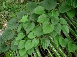 Image result for Dioscorea cotinifolia