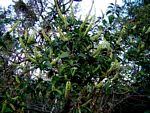 Image result for Phytolacca dodecandra