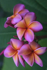 Plumeria Polynesian Sunset Plumeria Flowers Flower Seeds Rare Flowers