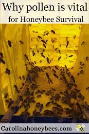 The Truth About What Bees Do With Pollen Bienen Imker Garten