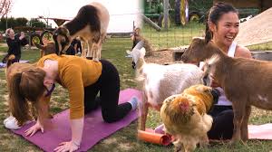 Maybe you would like to learn more about one of these? The Corwith Farmstand On Long Island Offers Goat Yoga All Other Fun Fall Activities Abc7 New York