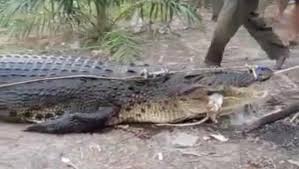 Buaya adalah reptil bertubuh besar yang hidup di air. Horor Buaya Siluman Rupanya Hanya Berbodi Bongsor