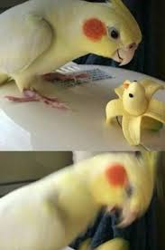 17 Bird Memes To Beak Your Interest Funny Birds Cute Funny Animals Funny Animal Pictures