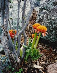 Image result for Scadoxus puniceus